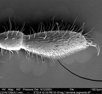 Media type: image;   Invertebrate Zoology 134645